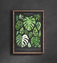 Image 4 of Monstera Species Poster