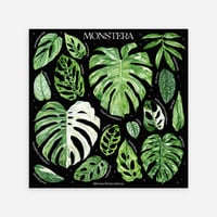 Image 9 of Monstera Species Poster