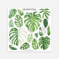 Image 8 of Monstera Species Poster