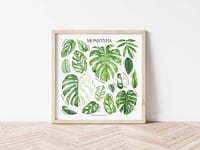 Image 10 of Monstera Species Poster