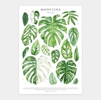 Image 1 of Monstera Species Poster