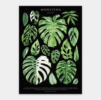 Image 2 of Monstera Species Poster