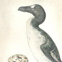 Image 3 of Extinction: Great Auk