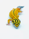 White & Yellow Red Stripe Reverse Stripe (B2- 01) (PROVEN BREEDER)