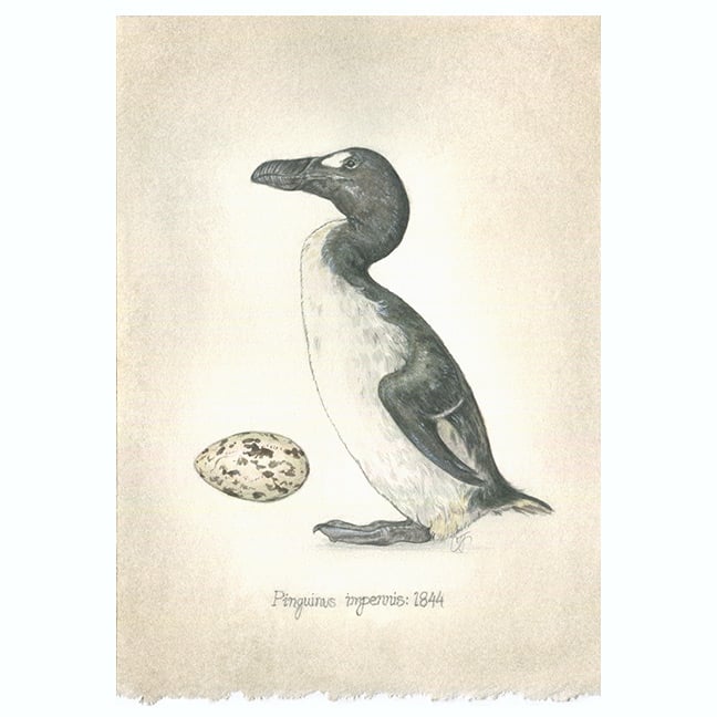 Extinction: Great Auk | Candace Jean