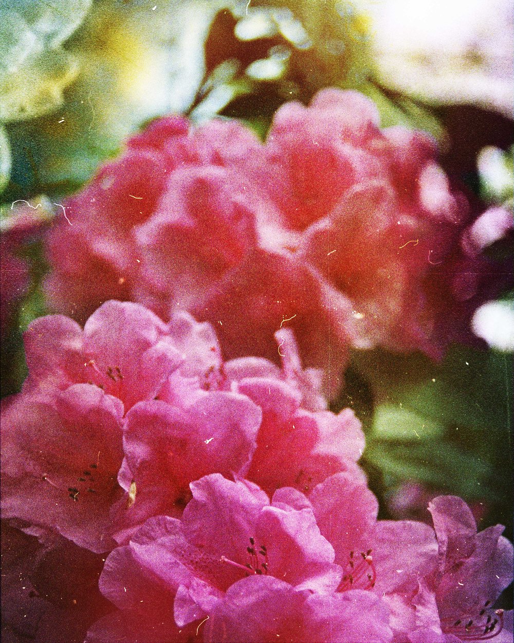 Image of Timid Spring.