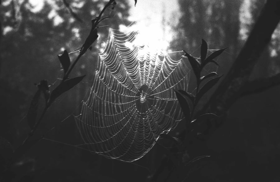 Image of Dark Webs.