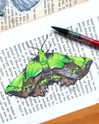 Image 2 of LIFE IN OLD PAGES INSECT N. 34 AGATIA MOTH 