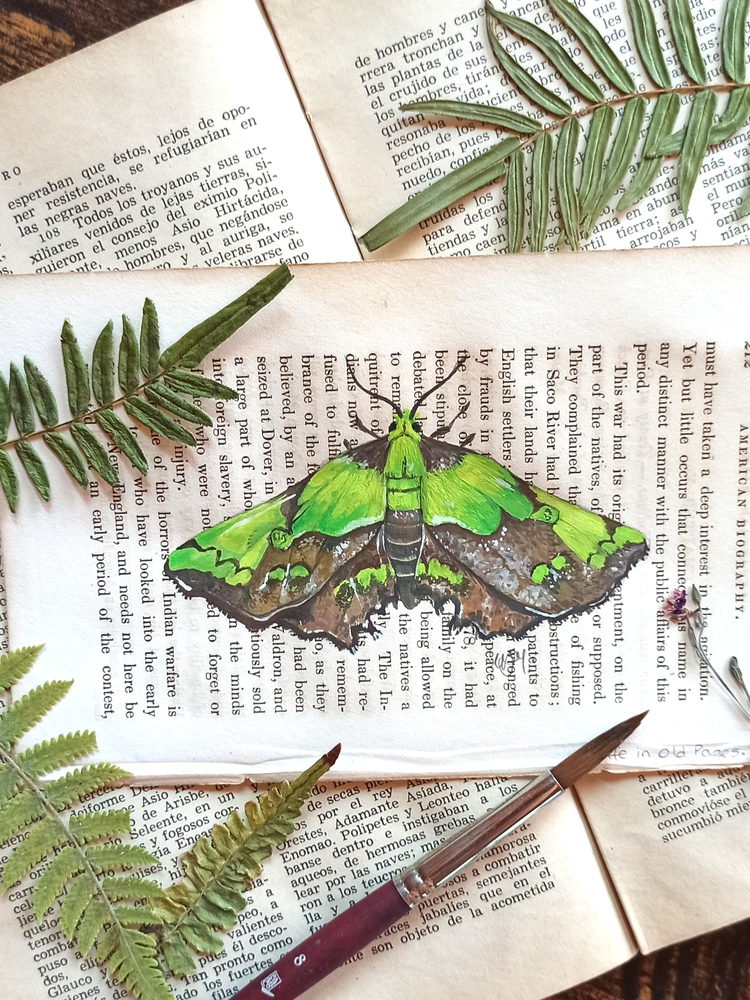Image of LIFE IN OLD PAGES INSECT N. 34 AGATIA MOTH 