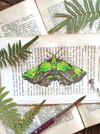 Image 1 of LIFE IN OLD PAGES INSECT N. 34 AGATIA MOTH 