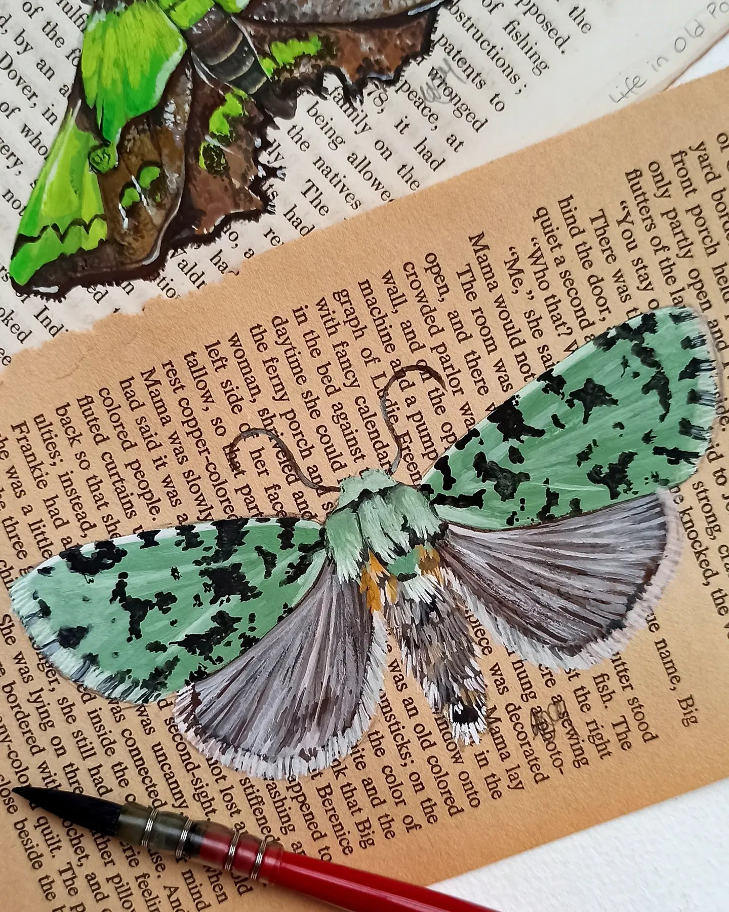Image of LIFE IN OLD PAGES INSECT N. 35 Pantheinae MOTH