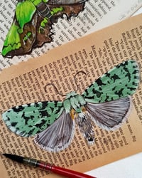 Image 2 of LIFE IN OLD PAGES INSECT N. 35 Pantheinae MOTH