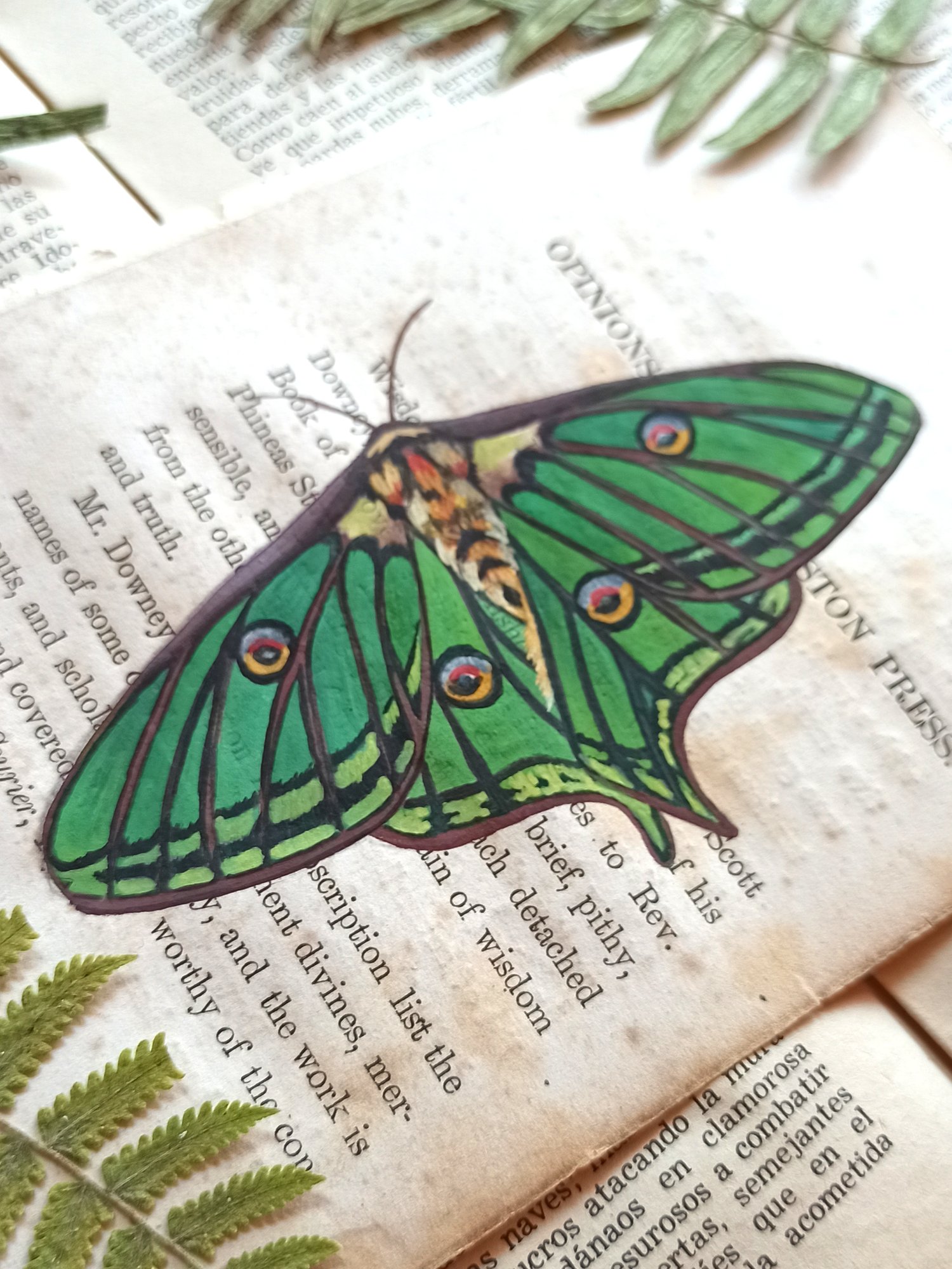 Image of LIFE IN OLD PAGES INSECT N. 37 SPANISH LUNA MOTH
