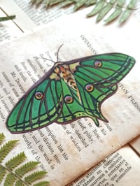 Image 2 of LIFE IN OLD PAGES INSECT N. 37 SPANISH LUNA MOTH