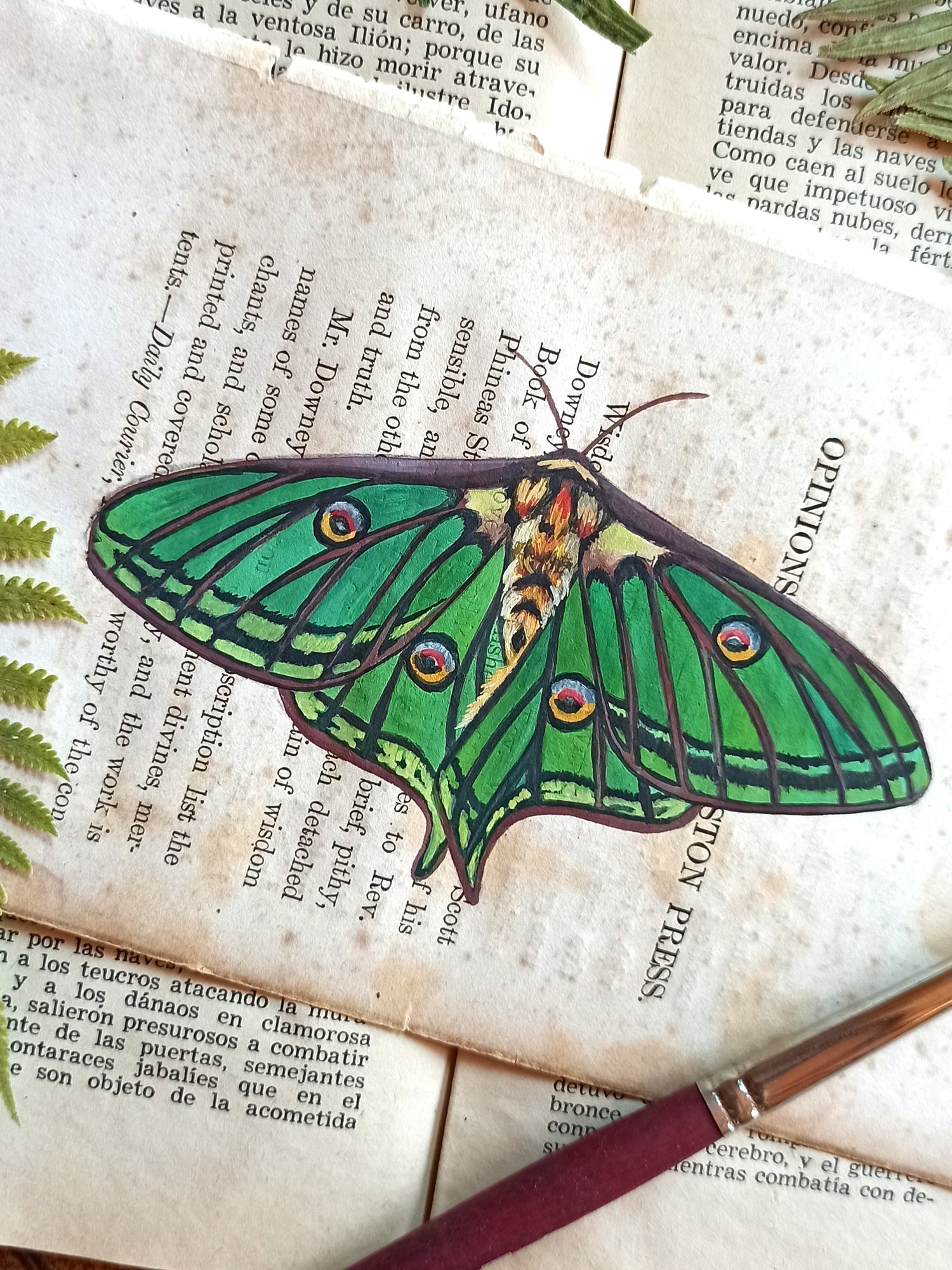 Image of LIFE IN OLD PAGES INSECT N. 37 SPANISH LUNA MOTH