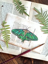 Image 1 of LIFE IN OLD PAGES INSECT N. 37 SPANISH LUNA MOTH