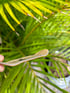 Tiny Grindz- Cherry 2 Image 3