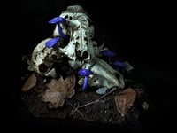 Image 2 of Raccoon Skulls Diorama