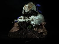 Image 3 of Raccoon Skulls Diorama