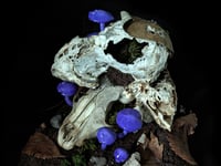 Image 5 of Raccoon Skulls Diorama