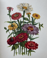 Image 7 of Garden Flowers Batsford Book