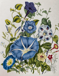Image 2 of Garden Flowers Batsford Book