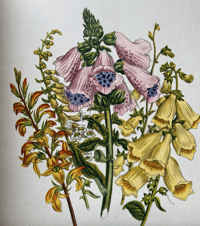 Image 3 of Garden Flowers Batsford Book