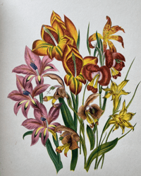 Image 4 of Garden Flowers Batsford Book