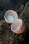 Image of Seaside – Cups