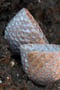 Image of Seaside – Cups