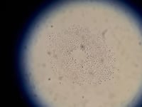 Image 5 of Colloidal Silver 