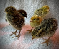 Chicks