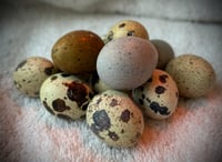 Hatching eggs