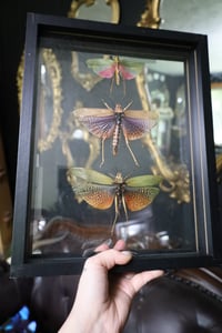 Image 1 of Colorful Grasshopper Collection