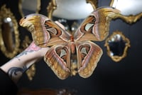 Image 1 of Atlas Moth (Unspread/Folded)