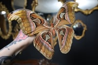 Image 2 of Atlas Moth (Unspread/Folded)