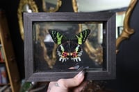 Image 1 of Madagascar Sunset Moth (5x7)