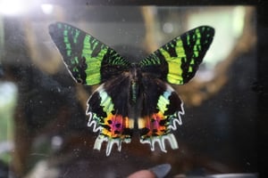 Madagascar Sunset Moth (5x7)
