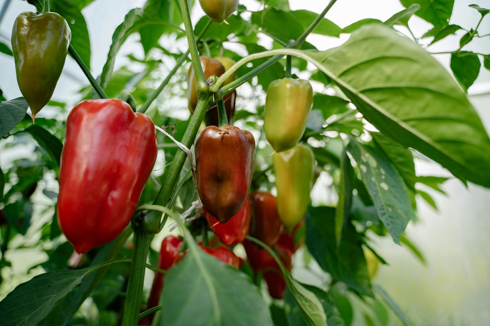  Pa-pHrika! Alkaline Paprika Alternative (1.5 oz.)-Digestion-Gut-Cognition-Cholesterol-Quercetin