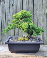 Image 3 of Bonsai & Beyond with Byron 