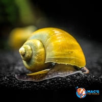 Mystery Snail