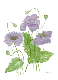 Image 4 of Gray Poppies-Poster Print 