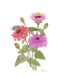 Image 4 of Zinnias-Poster Print