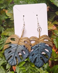 Image 5 of Monstera ...