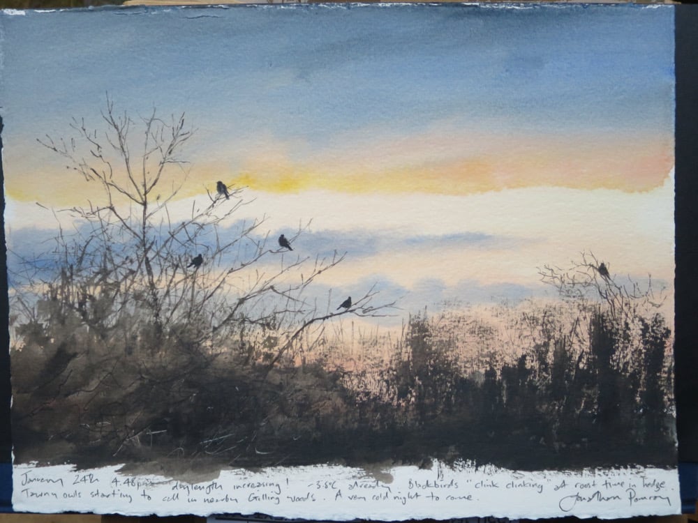 Image of Blackbirds gathering before roost - January 24th
