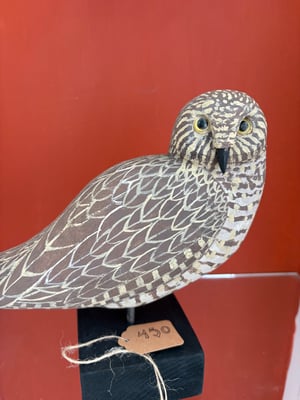 Image of Small brown owl 
