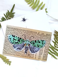 Image 4 of Lepidoptera Collection Postcard Set 