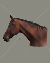 Bay horse Realism
