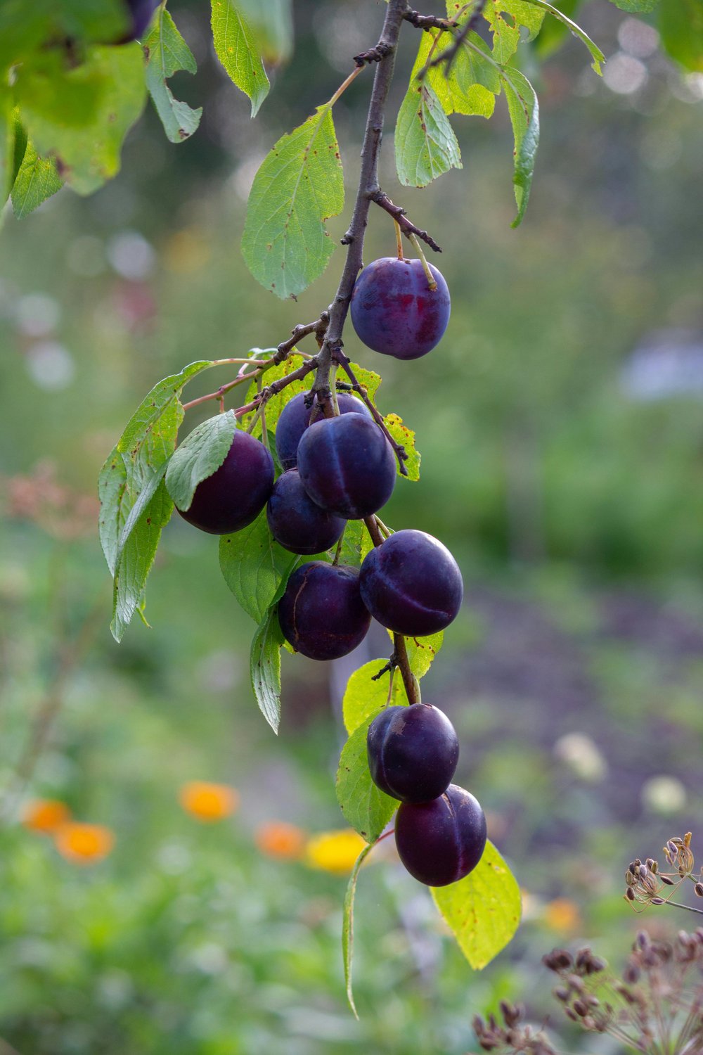 Juiced Prune Plums.Digestion-Heart Rhythm-Nerve Impulses-Muscle Contractions-Strokes-Blood Pressure-