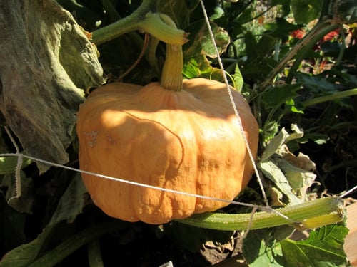 Image of Australian Butter Squash